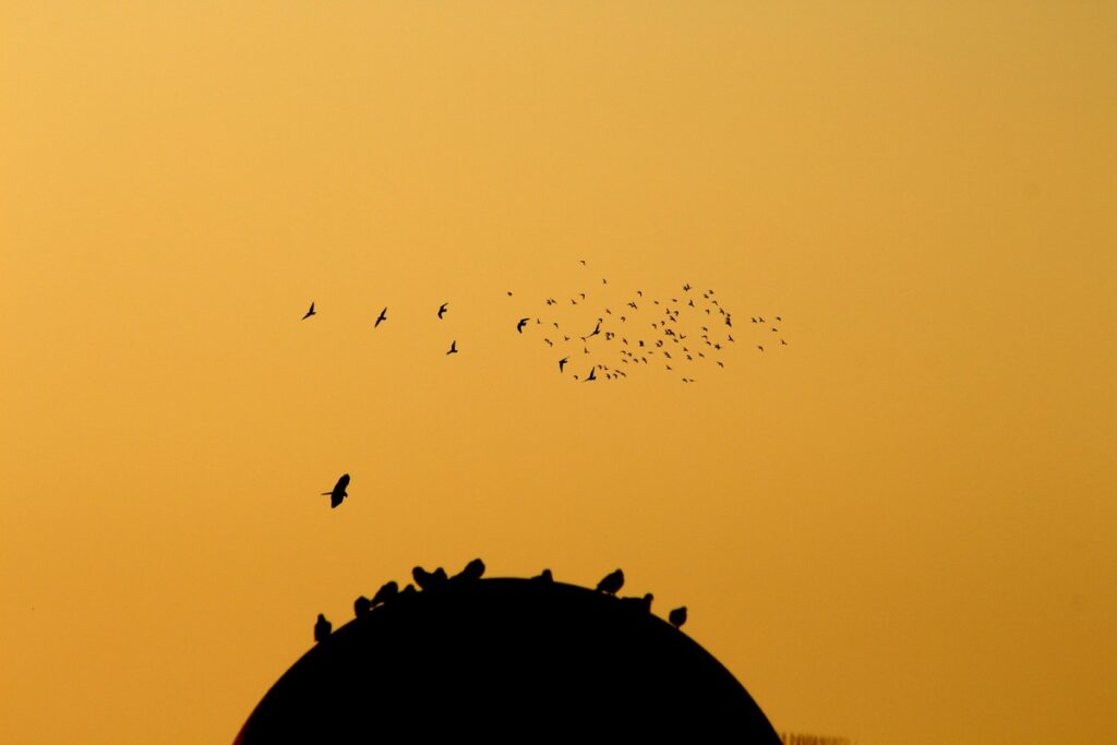 Birds flying in Agra