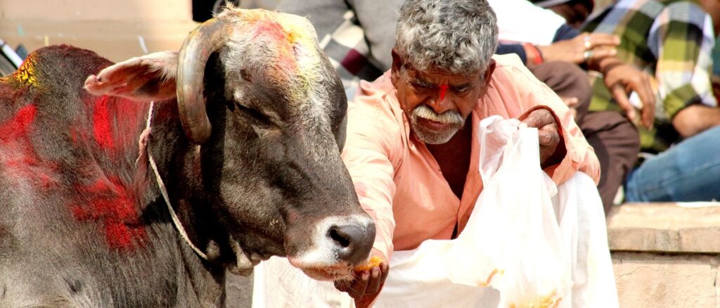 Feeding the sacred cow