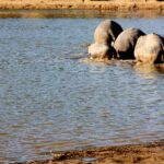 safari hippo march