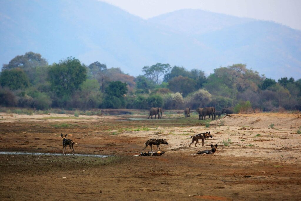 Wild Dogs hunting