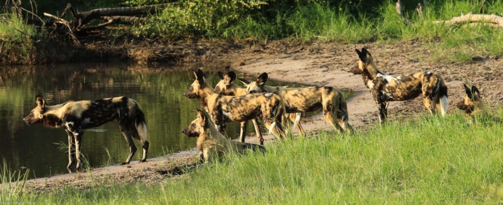 Wild dogs with pups