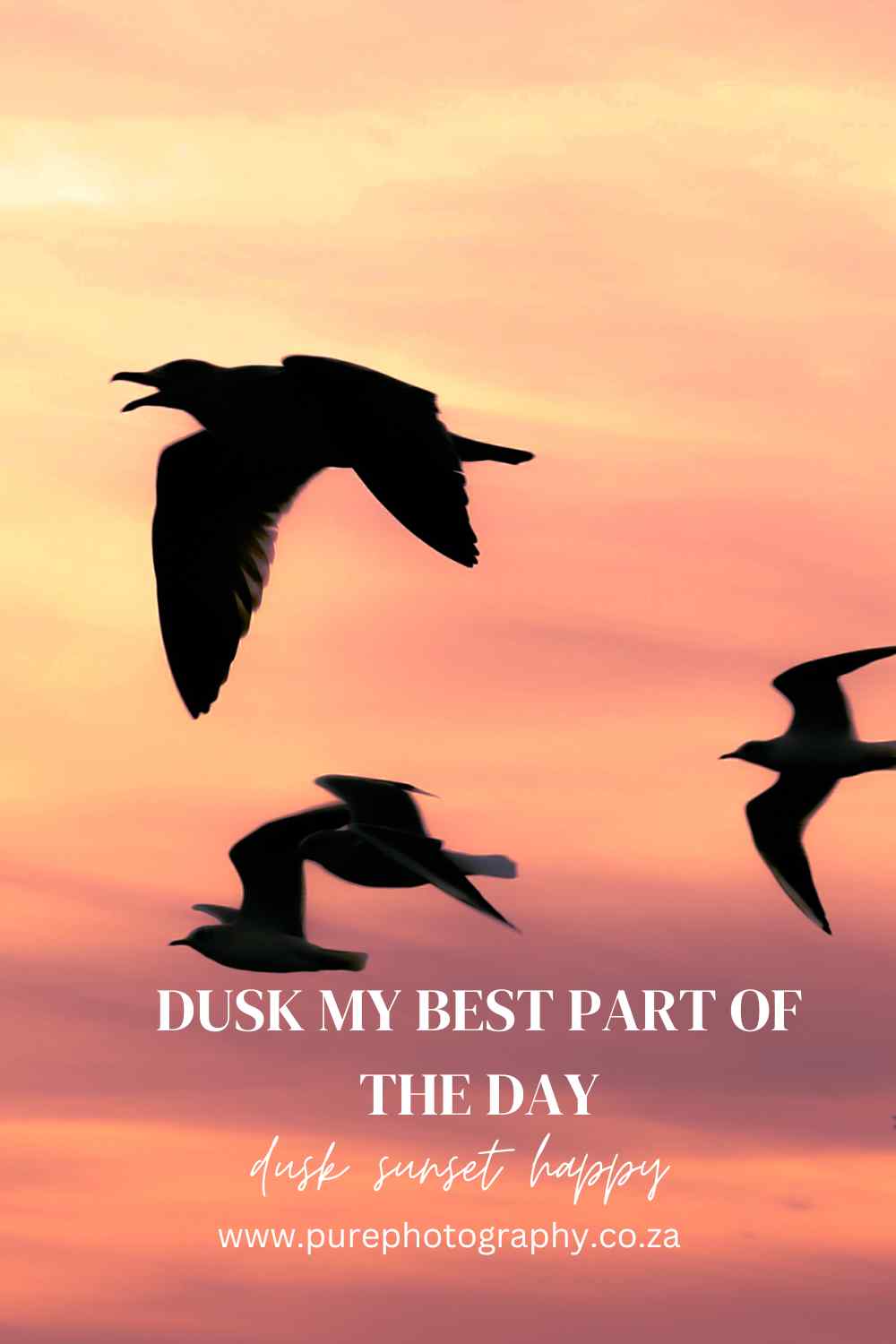 Dusky birds