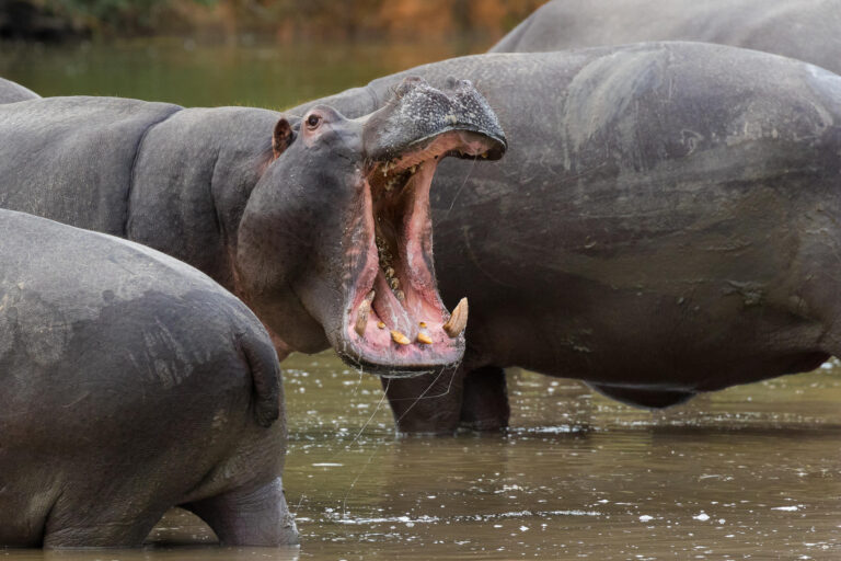 Hippos