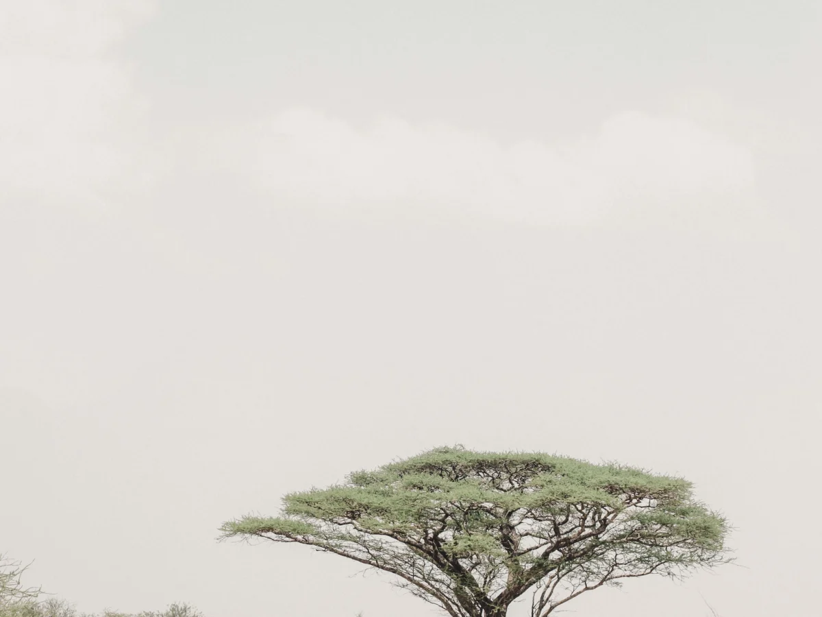 Charming Image of Acacia Tree