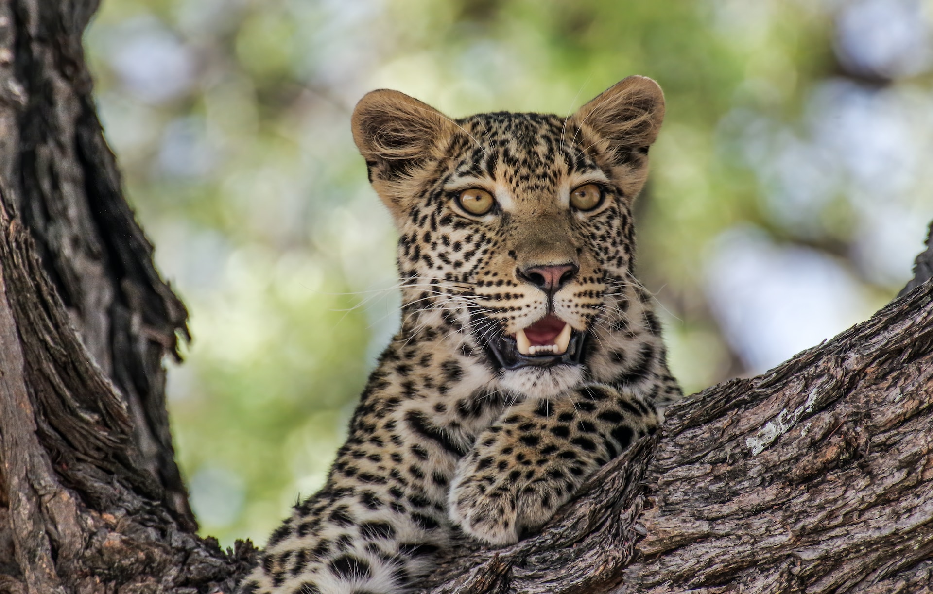 Leopard on Safari