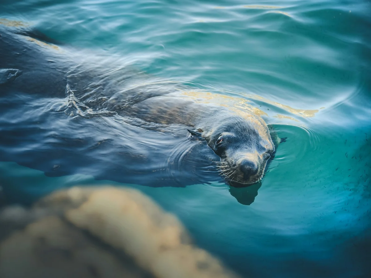 Seal at Hout Bay