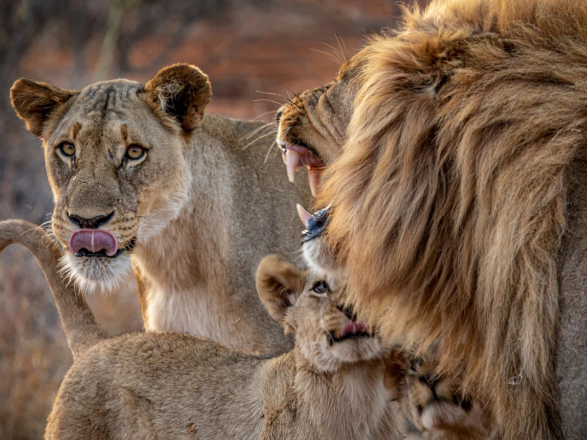 A pride of Lions