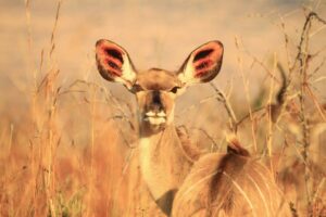 Smaller Female kudu hiding in the bush