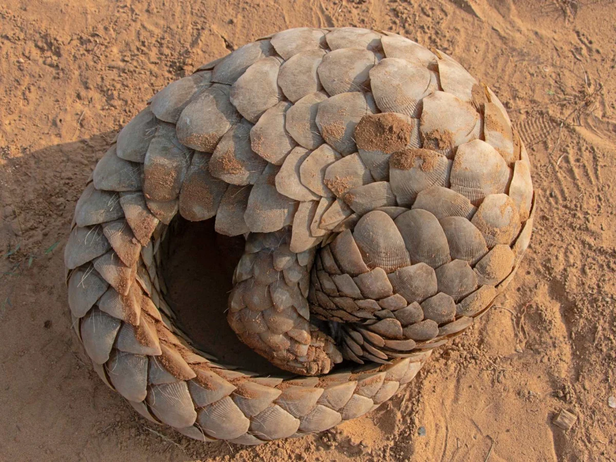 A curled up Pangolin