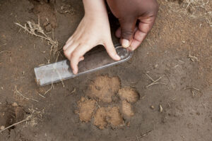Spoor on Safari