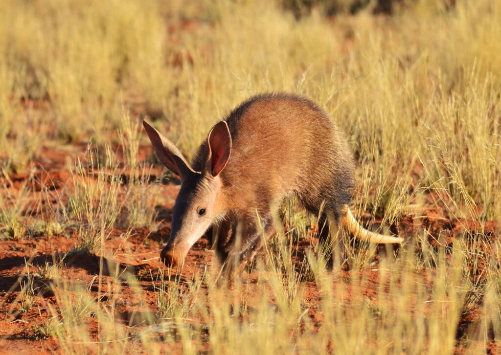 Meet the Aardvark | Safari | African Travel Blogger | Wildlife lover