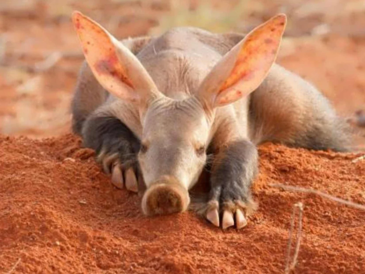 Juvenile Aardvark