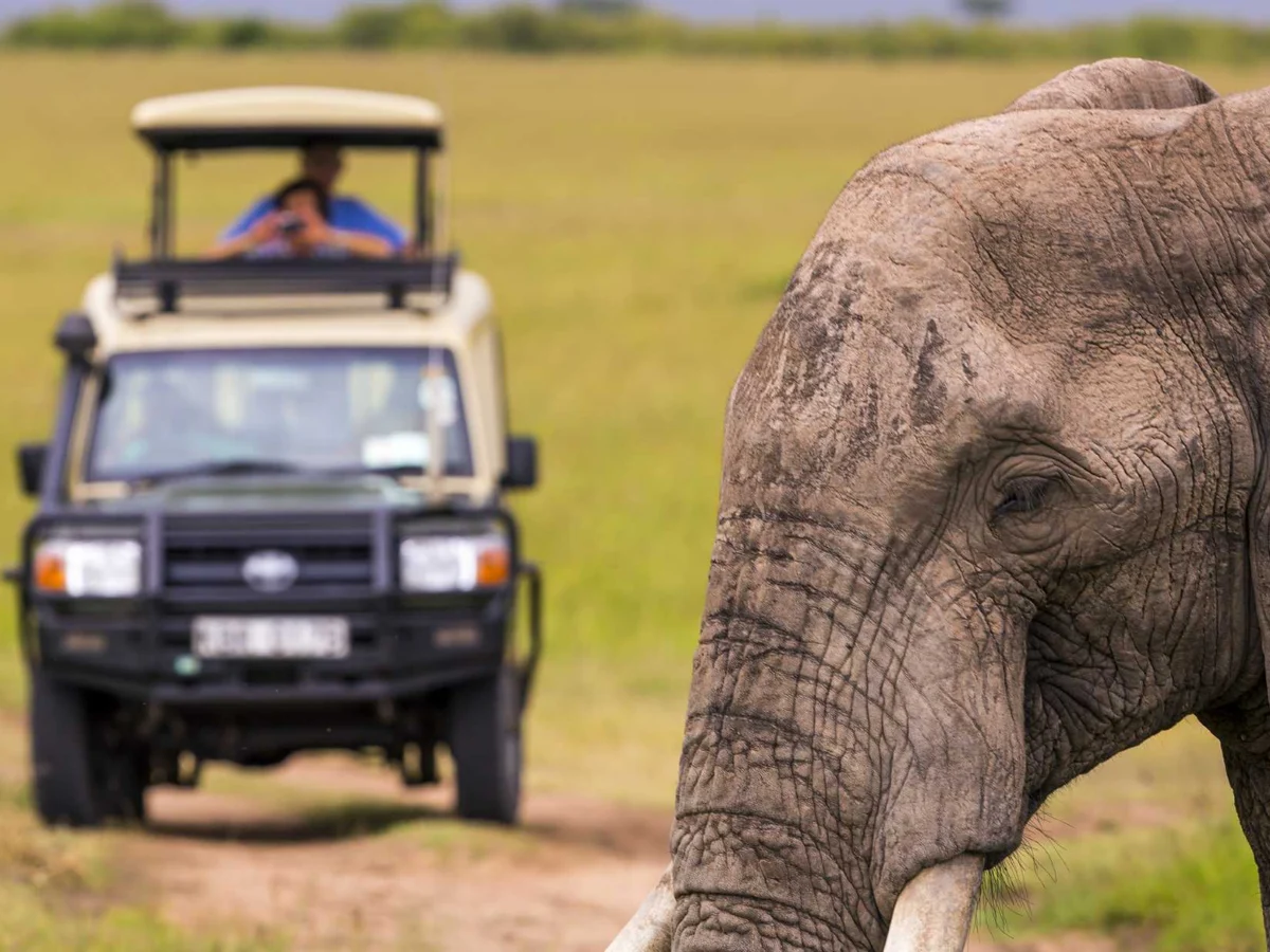 Elephant in the Amboseli Game Reserve
