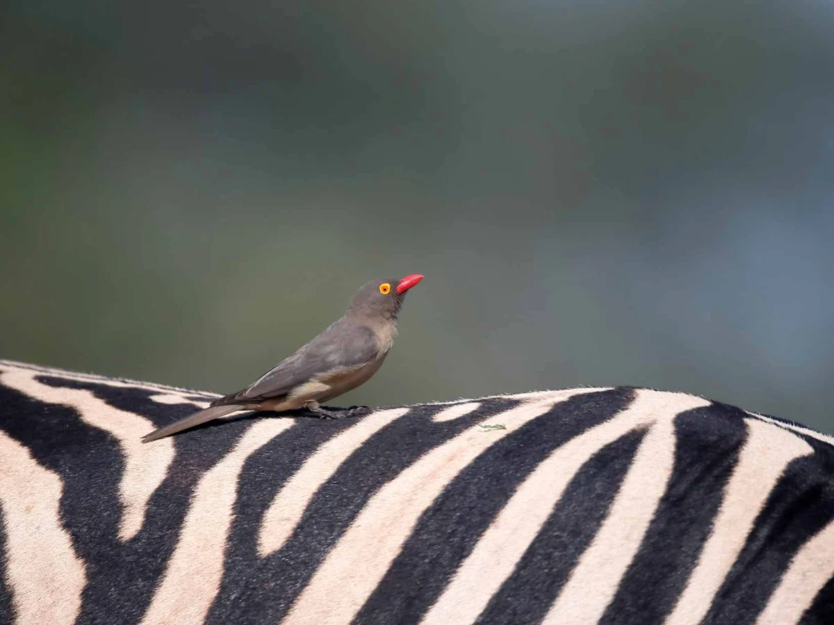 Oxpecker on zebra