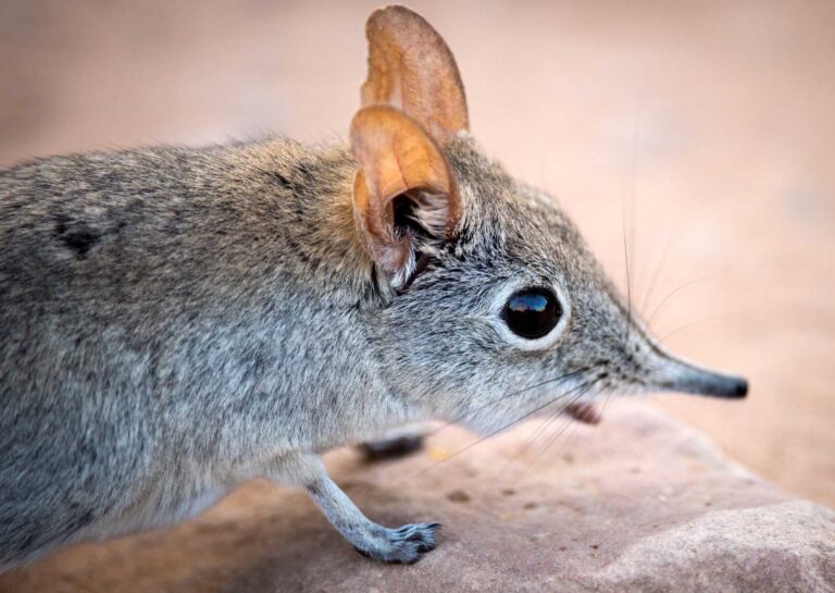 The beautiful Elephant Shrew