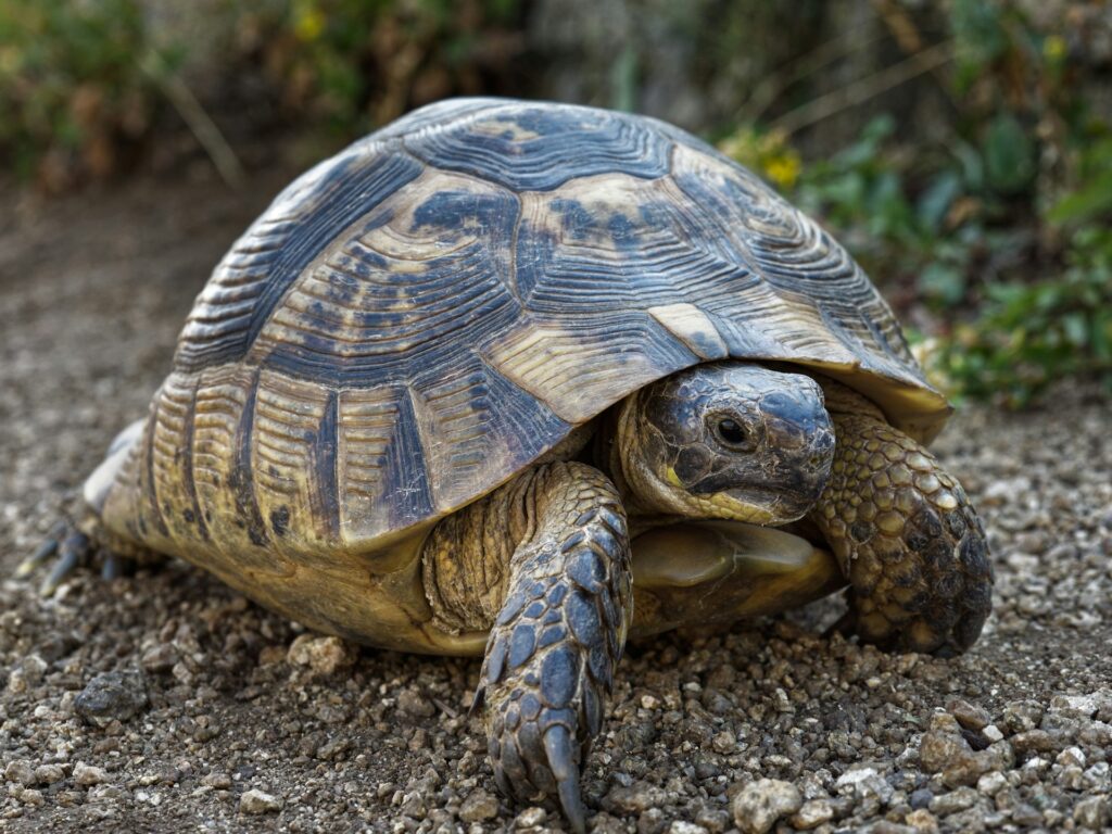leopard tortoise