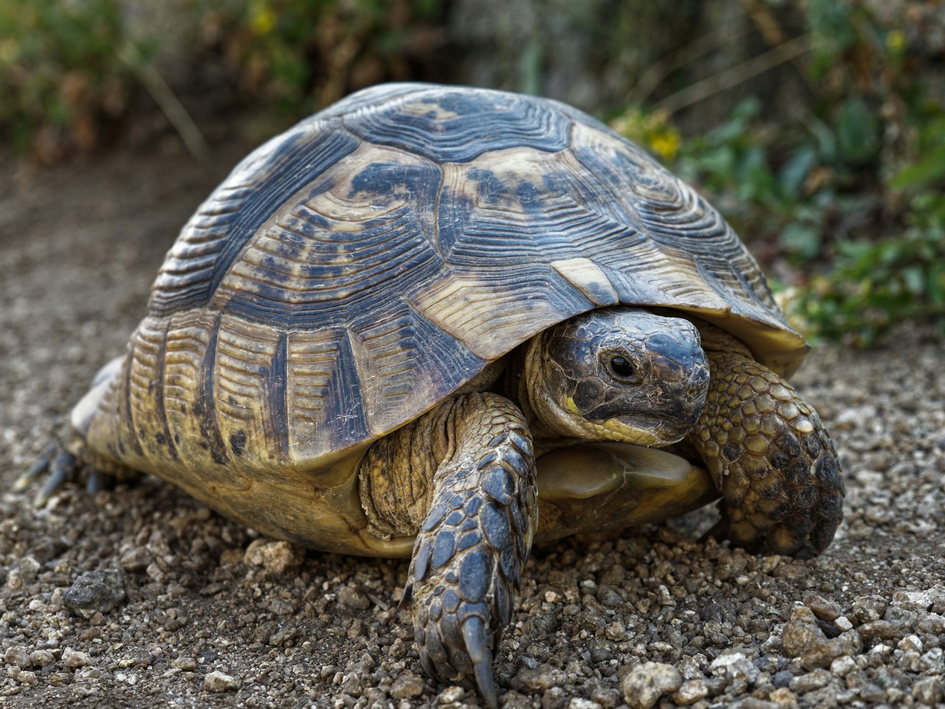 leopard tortoise