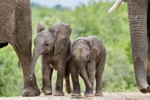 Elephants at Royal Malewane Luxury Lodge