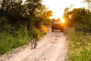 Singita Boulders Lodge Leopard sighting