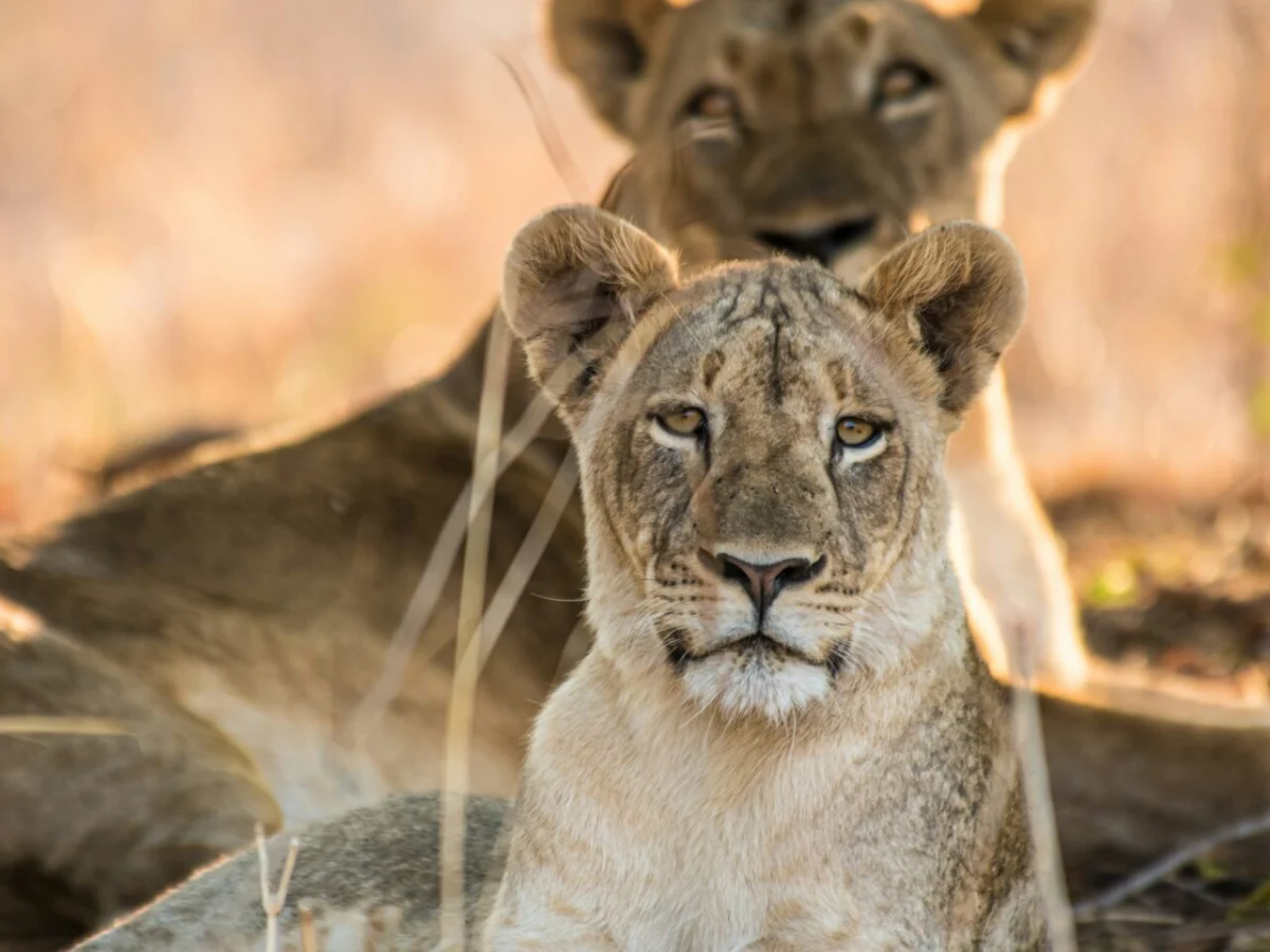 Lioness in Zambia