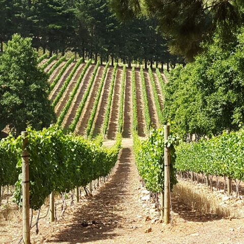 Ataraxia Winelands