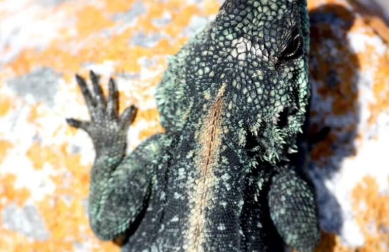 Blue headed Agama
