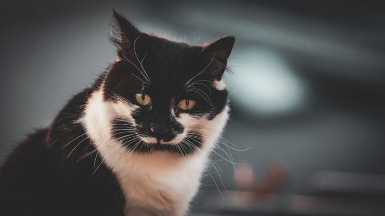 Tuxedo cat