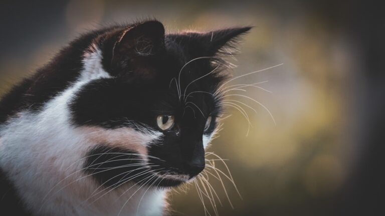 Cats whiskers
