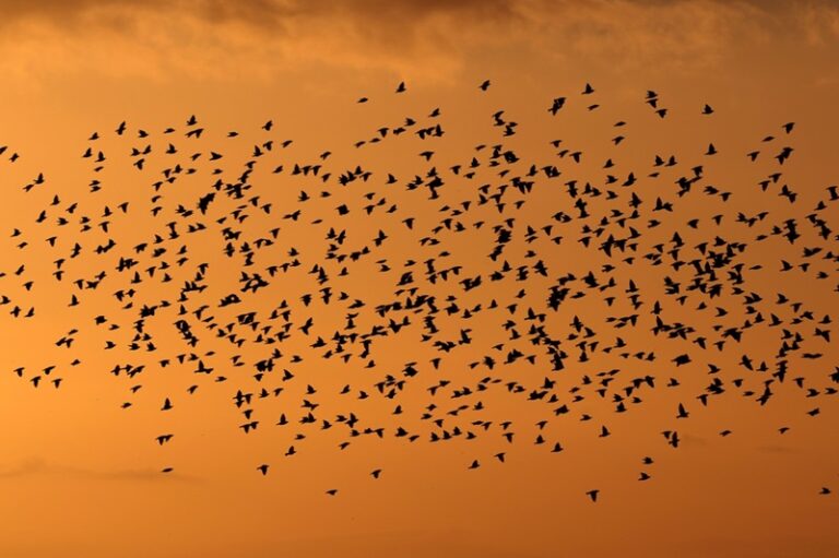 Murmuring of the speckled starlings