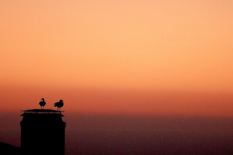 Sunset with birds