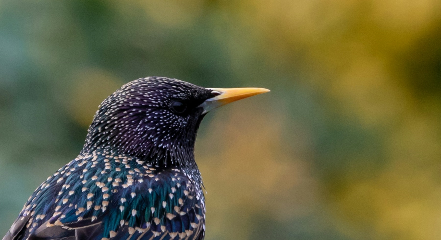 Speckled starling