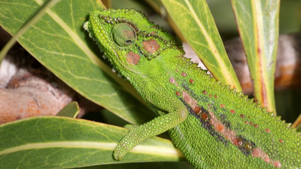 cape dwarf chameleon