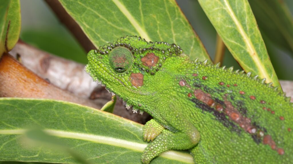 cape dwarf chameleon