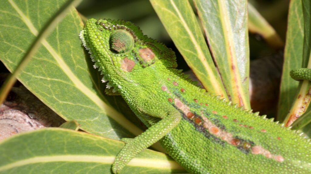 cape dwarf chameleon
