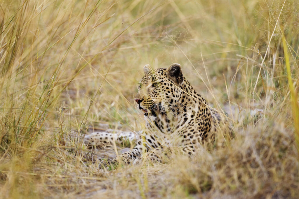 Shinde Leopard