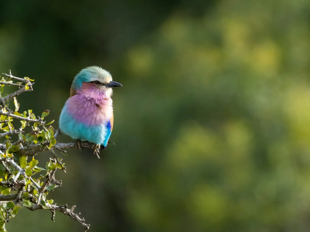 lilac breasted roller bird on a tree