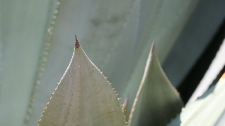 Beautiful curves and points of a Cactus