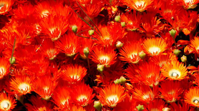 Vygies – or mesembryanthemums