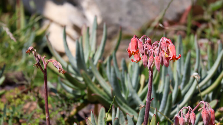 Fynbos in the wild