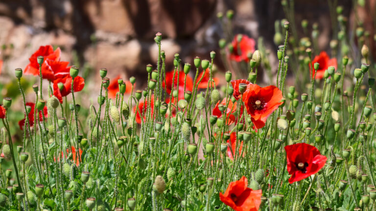 red fields of poppies