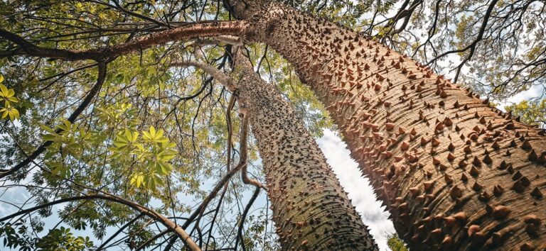 Thorned trees