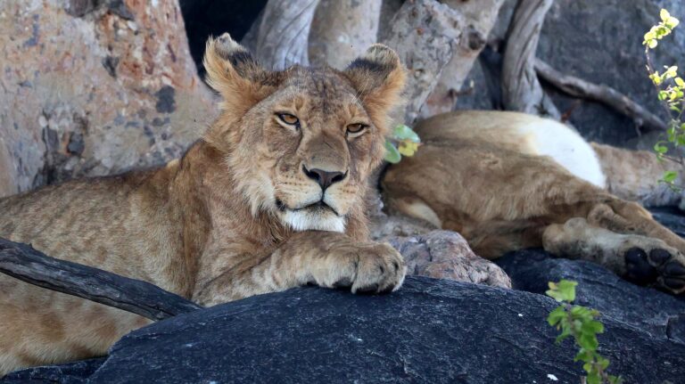 Masai Mara Lion on the rocks