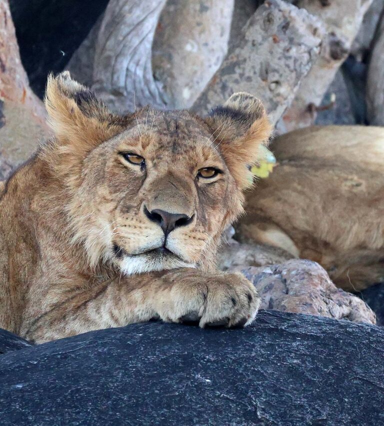 Masai Mara Lion on the rocks