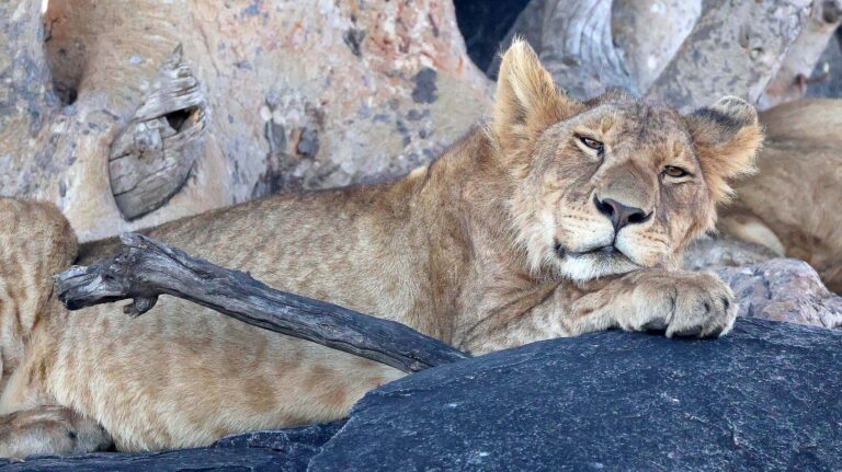Masai Mara Lion on the rocks