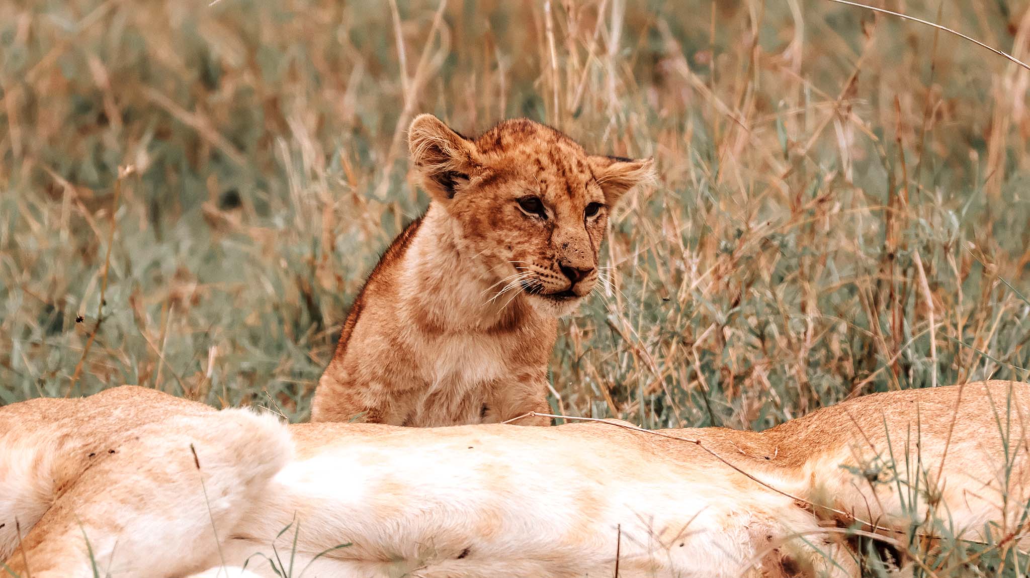A cub tumbling playfully over its mother’s paws.