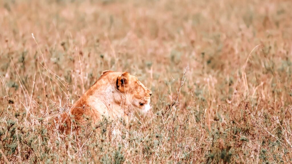 lioness in the Long Grass in Serengeti