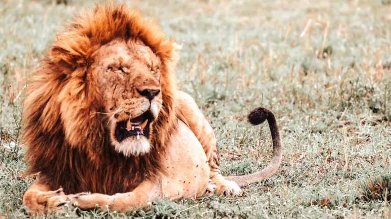 A lion shaking dust from his mane as the winds sweep across the plains in Serengeti