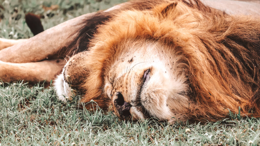 A peaceful pride sprawled beneath the midday sun, manes glowing in the heat