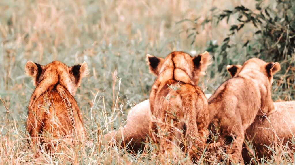 playful Grumeti cubs in the Serengeti