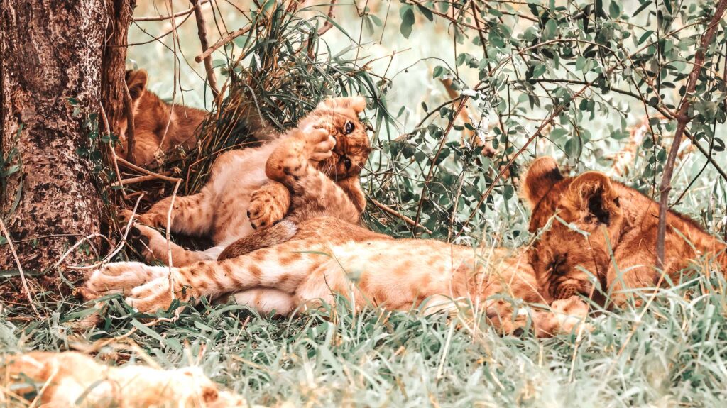A playful cub moment under the tree in Serengeti